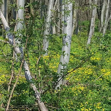 Holiday home Wierhooft 21 Den Oever