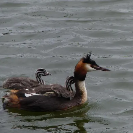 Holiday home Wierhooft 21