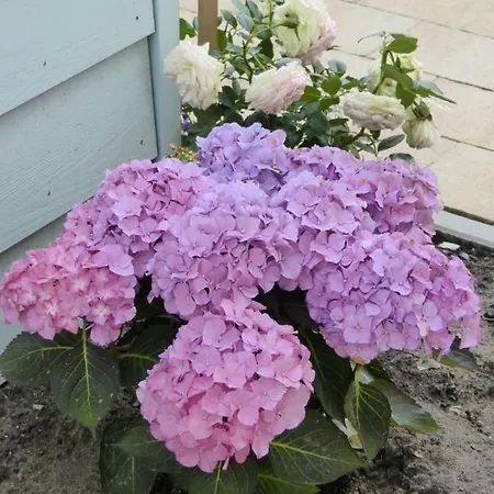 Wierhooft 21 * Den Oever