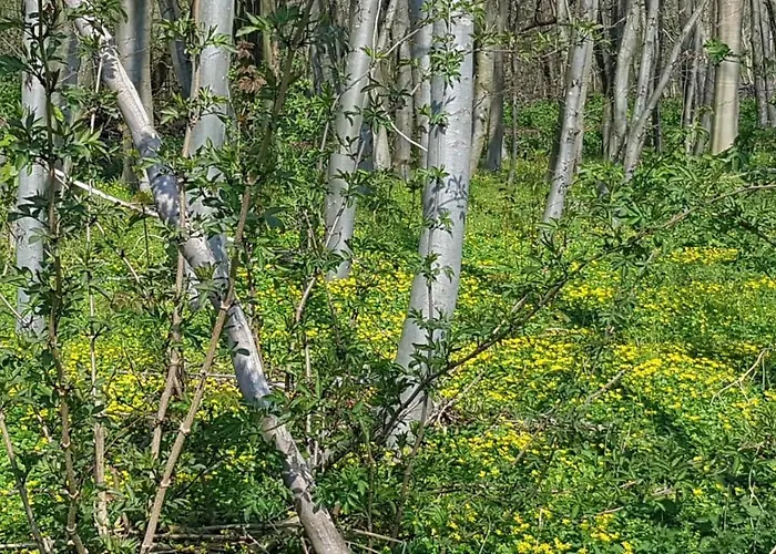 Dom wakacyjny Wierhooft 21 Den Oever