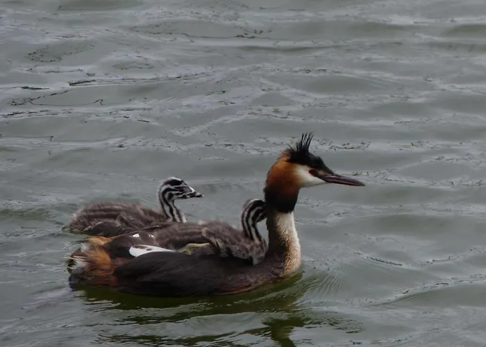 Сasa de vacaciones Wierhooft 21