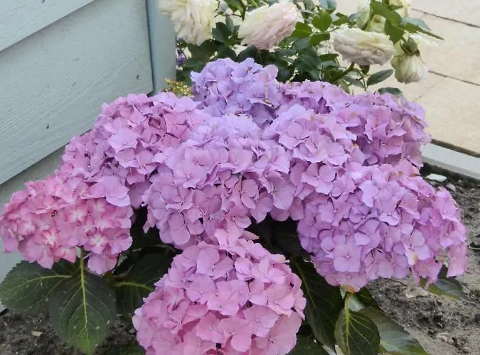 Wierhooft 21 * Den Oever